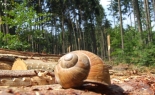 Šnek obývá ulitu a je doma v přírodě (foto: autorka)