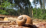 Šnek obývá ulitu a je doma v přírodě (foto: autorka)